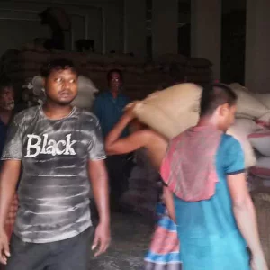 অবশেষে সারিয়াকান্দি খাদ্যগুদামে কৃষকের উপস্থিতিতে ধান কেনা শ