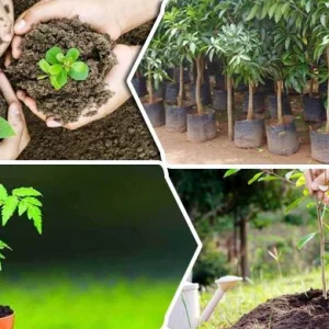গোল হবে বিশ্বকাপে, গাছ রোপণ হবে বাংলাদেশে