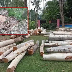 অর্ধশত গাছ কেটে গোপনে বিক্রির অভিযোগ জামায়াত ও আওয়ামী লীগ নেতার বিরুদ্ধে