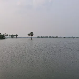 ভবদহের নিম্নাঞ্চলে এবারও হয়নি বোরো ধান
