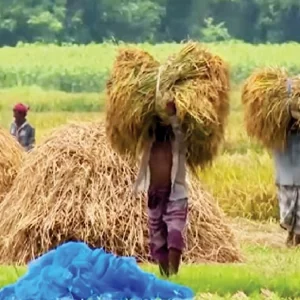 বিশাল বাজেটেও কৃষির ন্যায্য হিস্যার সংকট