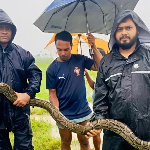 শ্রীমঙ্গলে জেলের জালে উঠে এলো বিশাল অজগর