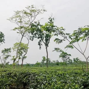 বুধবার বন্ধ থাকবে মৌলভীবাজারের ৯২টি চা বাগান