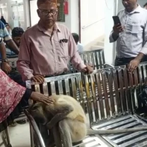 চিকিৎসা নিতে ক্লিনিকে হাজির অসুস্থ হনুমান