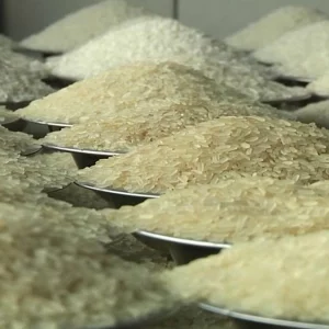 বোরো মৌসুম শেষ না হতেই চালের দাম বাড়ছে