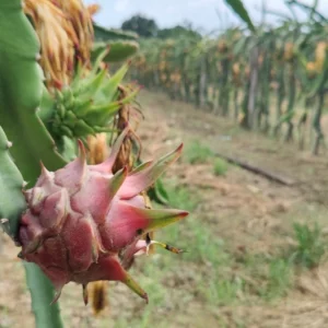 ২০ বিঘা জমিতে ড্রাগন চাষে ৩০ লাখ টাকা আয়ের আশা