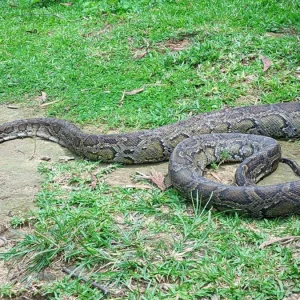 কৃষি জমিতে জালে আটকা পড়লো ১২ ফুটের অজগর