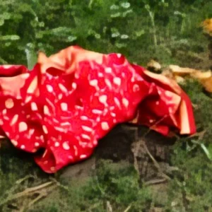 সিরাজগঞ্জে মহাসড়কের পাশে অজ্ঞাত নারীর মরদেহ, পাশেই পড়েছিল লাল শাড়ি