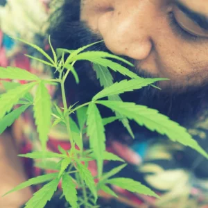 দেশে মোট গাঁজাখোর ৬১ লাখ
