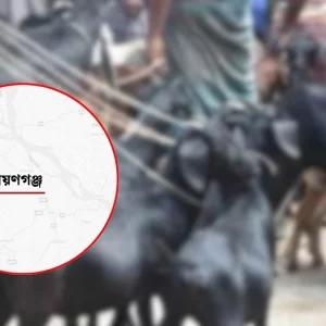 গলায় নল ঢুকিয়ে পানি খাওয়াতে গিয়ে ছাগলের মৃত্যু, গ্রেপ্তার ২ 