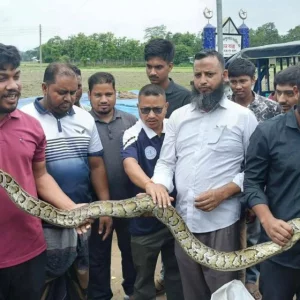 খাগড়াছড়িতে জালে আটকা পড়া ৮ ফুট লম্বা বার্মিজ অজগর উদ্ধার