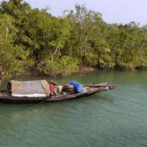প্রজনন মৌসুমেও থেমে নেই সুন্দরবনের মাছ শিকার, হুমকিতে জীববৈচিত্র