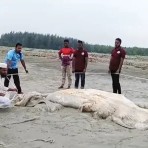 কুয়াকাটা সৈকতে ভেসে এলো ৫৬ ফুট দৈর্ঘ্যের মৃত তিমি