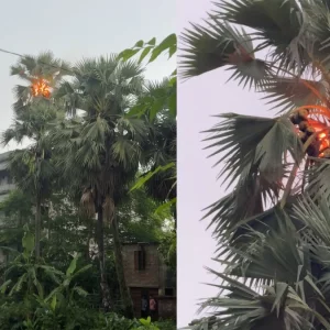 বজ্রপাতের পর গাছে দাউ দাউ আগুন, আতঙ্ক