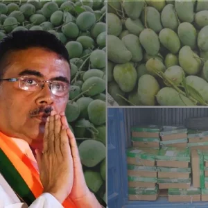 শুভেন্দু অধিকারীর কাছে ৫০০ কেজি আম উপহার পাঠালো বাংলাদেশ