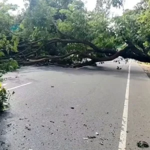 চট্টগ্রামে মহাসড়কে গাছ কেটে বিক্ষোভ, অজ্ঞাত ৮০ জনের নামে মামলা