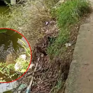 পুকুর থেকে ২ মাস ধরে বের হচ্ছে গ্যাসের বুদবুদ, জনমনে আতঙ্ক