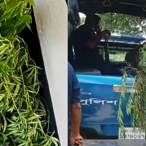 পানের বরজে মিললো ১২ কেজি ওজনের গাঁজা গাছ