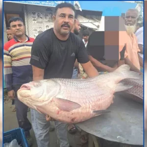 ৭৩ হাজার ৫০০ টাকায় বিক্রি হলো পদ্মার ৩৫ কেজির কাতল মাছ