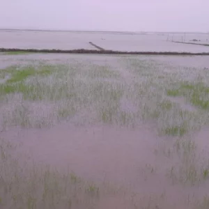 টানা বর্ষণে জনজীবন বিপর্যস্ত, পানিতে তলিয়ে গেছে ফসলের মাঠ ও মাছের ঘের