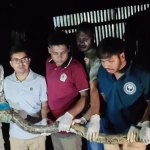 উখিয়ার বসতবাড়িতে মিলল ১০ ফুট লম্বা বার্মিজ অজগর