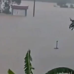 বন্যায় খামার তলিয়ে ভেসে গেল ৯০০ সাপ, আতঙ্কে লোকালয়