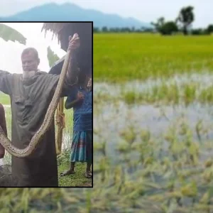 মাছ ধরার জালে পড়লো ১০ ফুট লম্বা অজগর