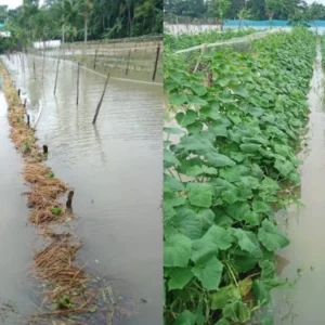 চরফ্যাশনে ভারী বর্ষণে তলিয়ে গেছে ফসলের ক্ষেত-মাছের ঘের, থমকে গেছে জনজীবন