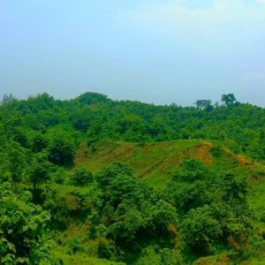 ভারী বৃষ্টিতে পাহাড় থেকে পড়ে বন্যহাতি আহত, চলছে চিকিৎসা