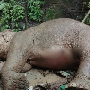 টেকনাফে পাহাড় থেকে পড়ে আহত বন্য হাতির মৃত্যু