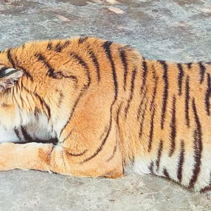 চিকিৎসা শেষে সেই বাঘিনী ফিরেছে সুন্দরবনে