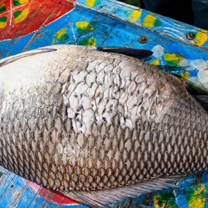 পদ্মা নদীতে ধরা পড়ল ১ মণের ওজনের বিশাল কাতলা