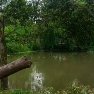 বিদ্যালয়ের গাছের ডাল কাটার প্রতিবাদ করায় শিক্ষককে মারধর
