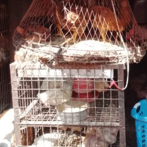 ফার্মের মুরগির দাম কেজিপ্রতি ১৮৫ টাকা