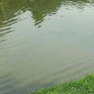 ভাইকে বাঁচাতে পুকুরে ঝাঁপ, একসঙ্গে ভাই-বোনের মৃত্যু