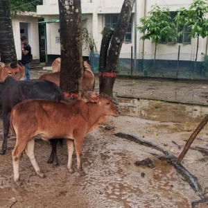 বান্দরবানে মালিকবিহীন ১০টি গরু নেওয়া হলো থানায়