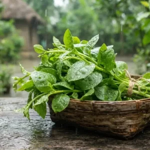 বর্ষাকালে পুঁই শাক খাওয়া স্বাস্থ্যের জন্য ভালো