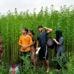 কুষ্টিয়া সীমান্তে বিএসএফের পুশইনের চেষ্টা ব্যর্থ, প্রতিহত করল বিজিবি