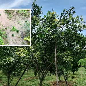 উচ্ছেদ অভিযানে কাটা হলো ১২০০ কমলা গাছ, তদন্তে কমিটি
