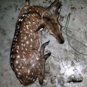 ভোলার মনপুরার লোকালয় থেকে চিত্রা হরিণ উদ্ধার 