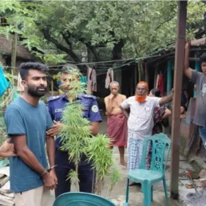 ইয়াবা মামলায় বরখাস্ত কনস্টেবল বাড়িতেই করছিলেন গাঁজার চাষ, গাছসহ গ্রেপ্তার