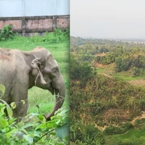টেকনাফে কমছে বন্য হাতির বিচরণ, খাদ্য সংকটে বাড়ছে বিলুপ্তির শঙ্কা