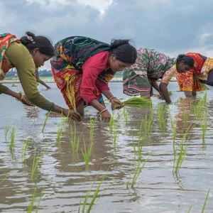 পুরুষের কাঁধে কাঁধ মিলিয়ে কাজ করছেন আদিবাসী নারীরা, তবু মজুরিতে বৈষম্য