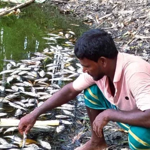 বিষ দিয়ে পুকুরের সব মাছ নিধন, দিশেহারা চাষি