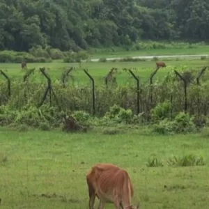 নিজ বাড়ির উঠানে দাঁড়িয়ে থাকা অবস্থায় বিএসএফের গুলিতে আহত যুবক