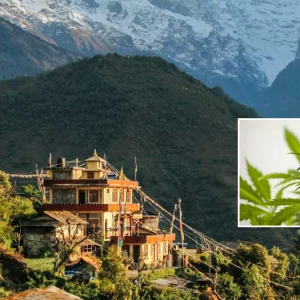 চিকিৎসায় গাঁজার ব্যবহার বৈধ, চাষের অনুমতিও দিল নেপালের গণ্ডকী প্রদেশ