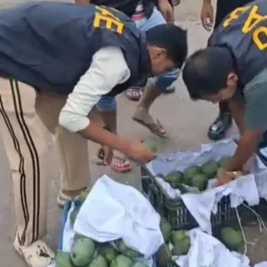 আমের ক্যারেটে ফেয়ারডিল, ট্রাকসহ গ্রেপ্তার মাদক কারবারি