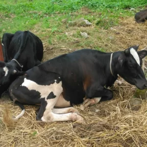 সিরাজগঞ্জে ট্রাকসহ ছিনতাই ২৯ গরু, গাইবান্ধায় উদ্ধার ৯টি