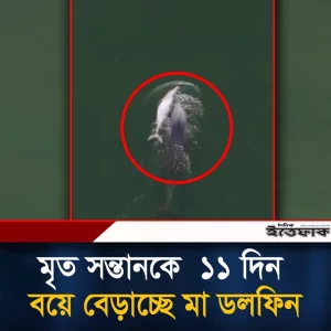মৃ'ত সন্তানকে টানা ১১ দিন আগলে রাখল মা ডলফিন