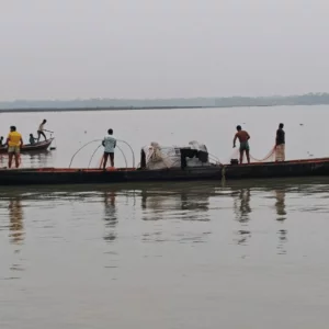 অভয়ারণ্যেও নেই  ইলিশের দেখা, বিপাকে তেঁতুলিয়ার জেলেরা